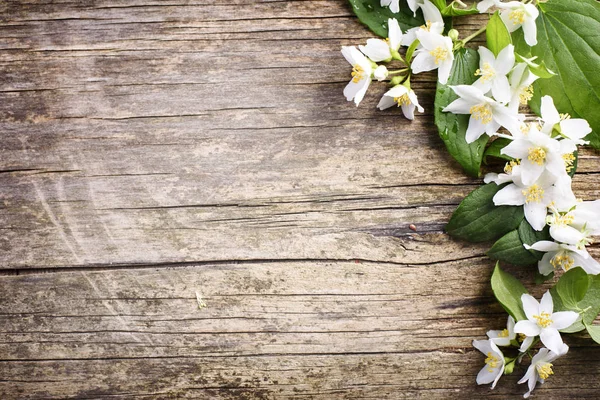 Jasmine flower on wooden background — Stock Photo, Image