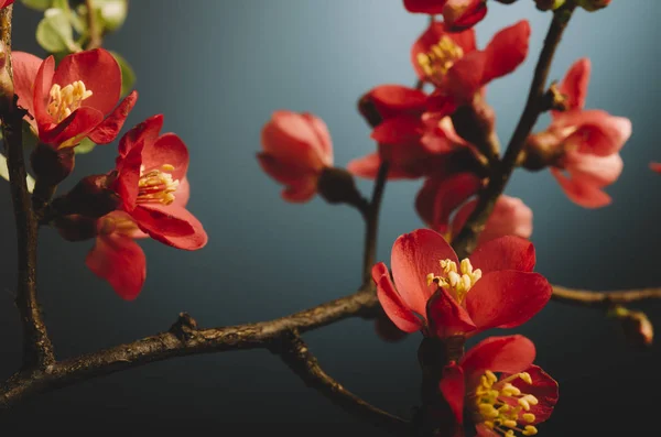 Japanse bloem op vintage blauwe achtergrond — Stockfoto