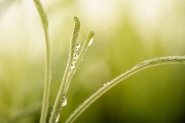 Planta verde com gotas de água — Fotografia de Stock