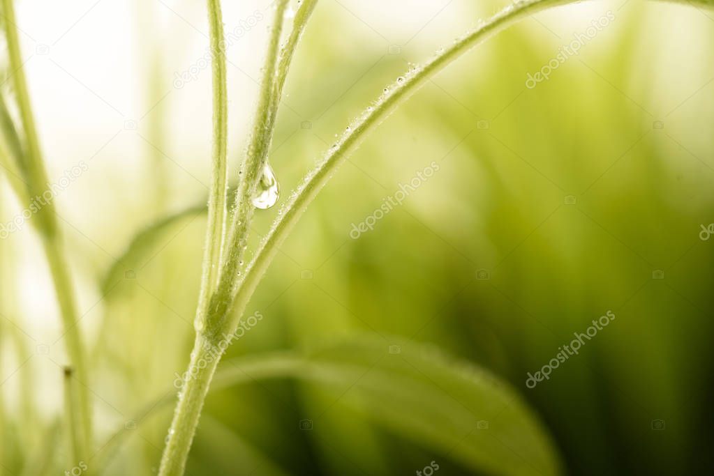 Green plant with water drops