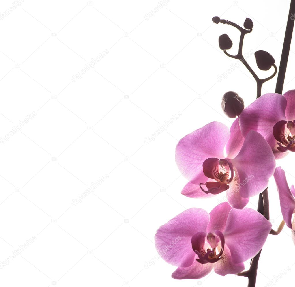 pink orchid isolated over white background
