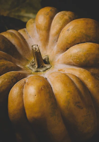 Halloween pumpkin closeup — Stock Photo, Image