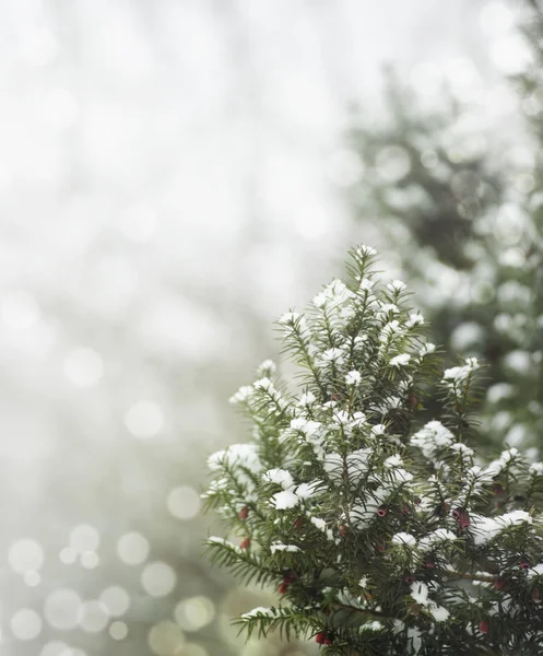 雪下的松树 — 图库照片