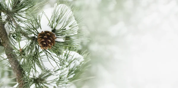 Borovicová větev pod sněhem — Stock fotografie