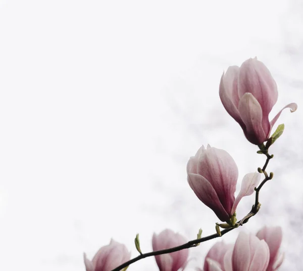 Magnolia blomma närbild — Stockfoto
