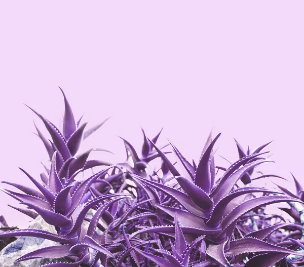 紫アロエ背景 — ストック写真