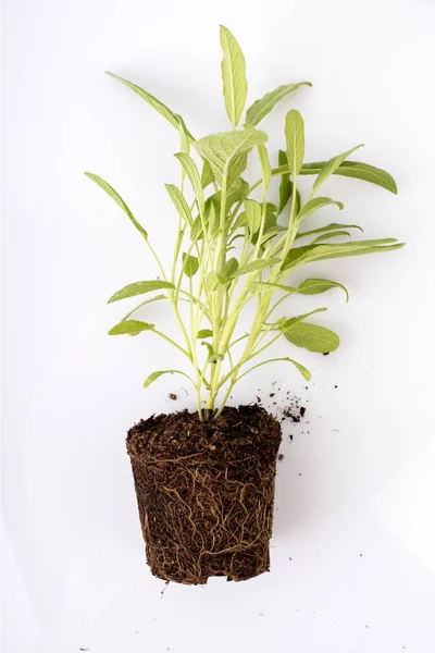 Φυτό φασκόμηλο με ρίζες που απομονώνονται σε λευκό — Φωτογραφία Αρχείου
