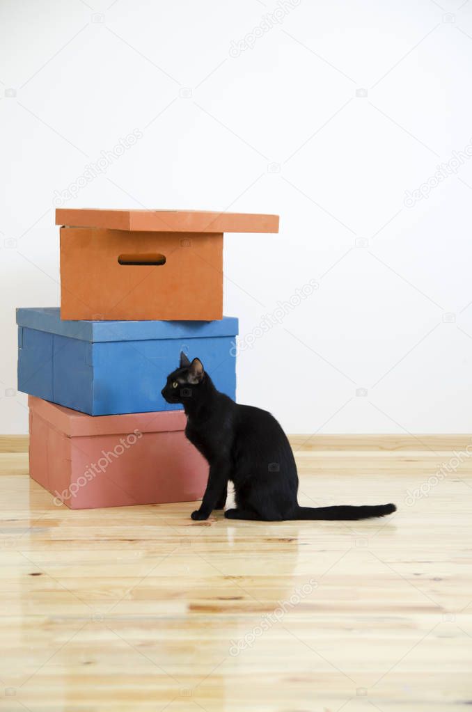Moving in new home concept. Cardboard boxes and black cat in renovated new house apartment.
