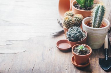 Çeşit çeşit kaktüs ve sulu bitkiler kisel çömlek ve bahçıvanlık da var.