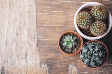 Çeşit çeşit kaktüs ve sulu bitkiler kisel çömlek ve bahçıvanlık da var.