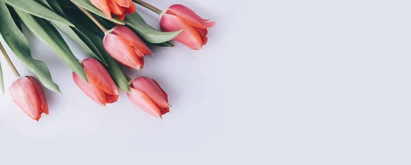 빨간 튤립 꽃 이 위 에서부터 하얀 바탕에 있습니다. 봄 — 스톡 사진
