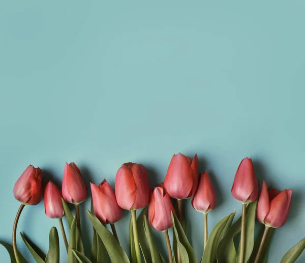 Flor de tulipa vermelha no fundo azul pastel de cima. Primavera bu — Fotografia de Stock