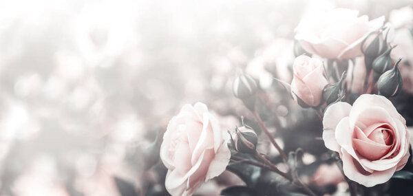 Fine art image of beautiful pastel roses in garden. Valentine and bridal vintage card design. Light floral background.