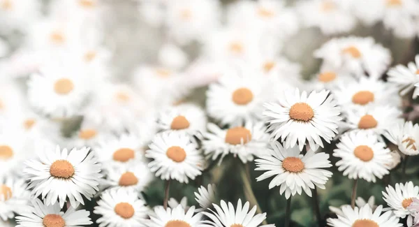 Primo piano di fiori di margherita in erba con la luce del sole. Macro camomilla — Foto Stock