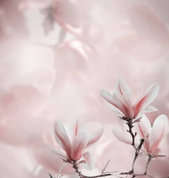 Nahaufnahme eines blühenden Magnolienbaums im Frühling auf Pastell-Bokeh-Rücken — Stockfoto
