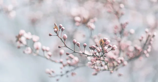 Encerramento da primavera pastel flor florescendo em pomar. Macro cherr — Fotografia de Stock