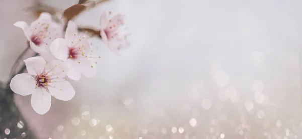 Nahaufnahme einer Kirschblütenblume auf Bokeh-Pastell-Hintergrund. mac — Stockfoto