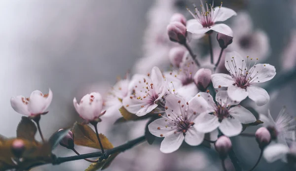 Fechar-se de flor de primavera em fundo bokeh escuro. Macro — Fotografia de Stock