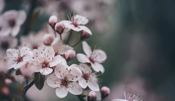 Szoros tavaszi virág virág sötét bokeh háttér. — Stock Fotó