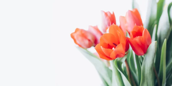 Encerramento Buquê Tulipa Vermelha Isolado Fundo Branco Moldura Broto Flor — Fotografia de Stock