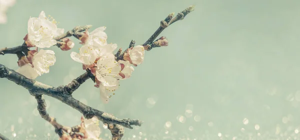 レトロな青空の上にブランチに春の花の閉鎖 春の果樹園の開花木 4月アジアの庭の壁紙 — ストック写真