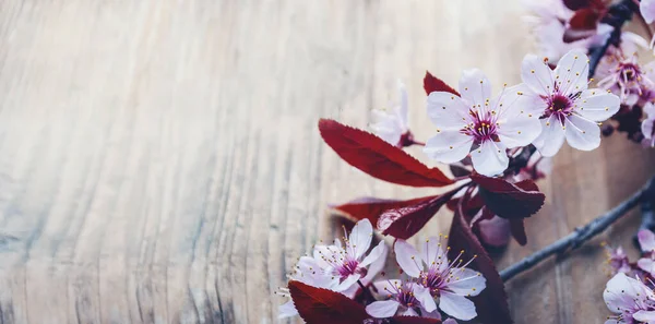 Schöner Kirschblütenzweig Auf Einem Holztisch Mit Kopierraum Nahaufnahme Frühlingsblume Blütenform — Stockfoto