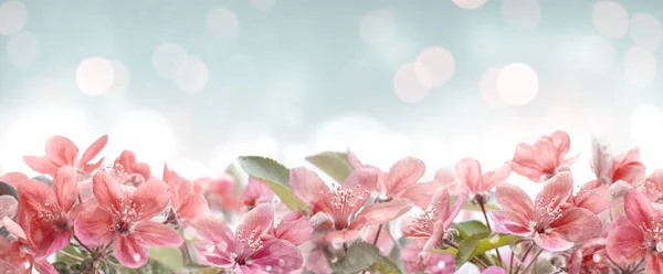 Krásný Růžový Jarní Květinový Rám Pozadí Bokeh Zahrada Květinami Kvetoucími — Stock fotografie
