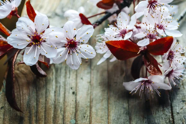 ヴィンテージの木のテーブルの上に美しい桜の枝 素朴な背景に花を咲かせます イースターと春はまだ生きています アートフローラルフレームデザイン — ストック写真