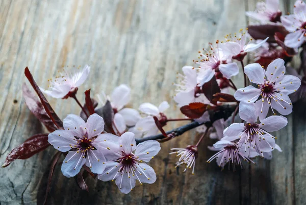 Schöner Kirschblütenzweig Auf Einem Holztisch Nahaufnahme Frühlingsblume Voller Blüte Auf — Stockfoto