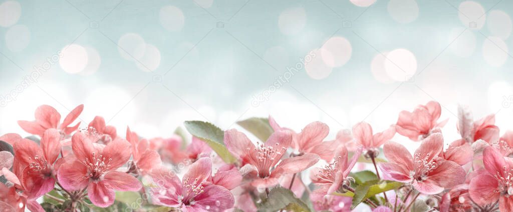 Beautiful pink spring blossom frame on bokeh background. Garden with flower blooming on blue sky. Floral border design. Easter and springtime design with copyspace.