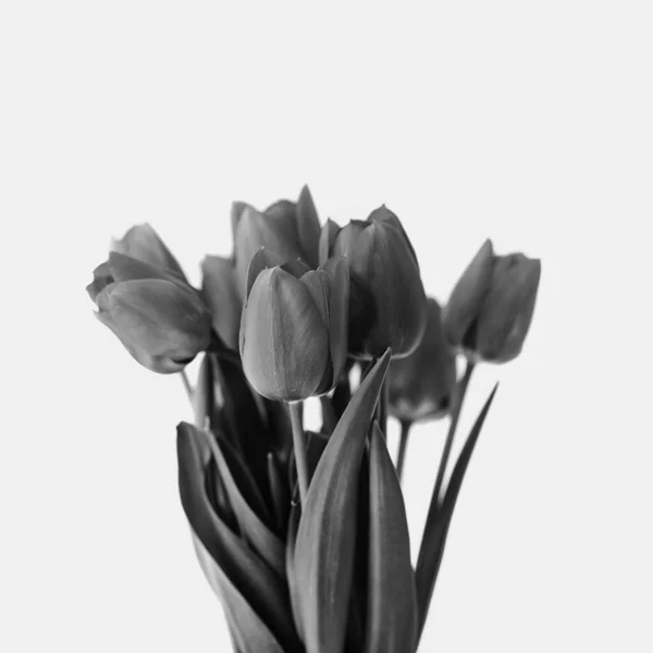 Bouquet Bianco Nero Bouquet Tulipano Natura Morta Floreale Moderna Creativa — Foto Stock