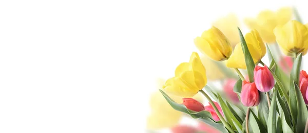 白い背景に隔離された庭でチューリップ花束の閉鎖 創造的な春の花芽のフレーム イースター 母の日と季節の休日の春のバナー 春の園芸 — ストック写真