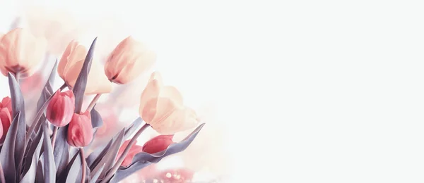 Närbild Blommande Tulpan Blomma Våren Pastell Bokeh Bakgrund Makro Färgglada — Stockfoto