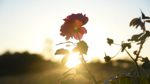 Linda Rosa Vermelha Jardim Pôr Sol Fechar Botão Flor Luz — Vídeo de Stock