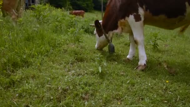 Vacas Pastar Num Campo Fazenda Gado Pastagem Montanha — Vídeo de Stock
