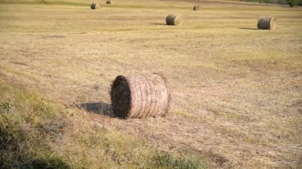 Balle Fieno Sul Campo Dopo Raccolto Delle Colture Grano Terreni — Video Stock