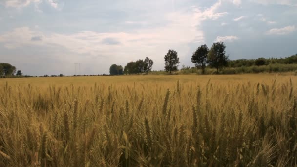 Tarımsal Tarlalarda Buğday Kulakları Rüzgârda Savruluyor Mısır Gevreği Bitkileri Yazın — Stok video