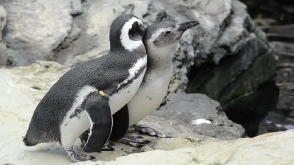 Dois Pinguins Apaixonados — Vídeo de Stock