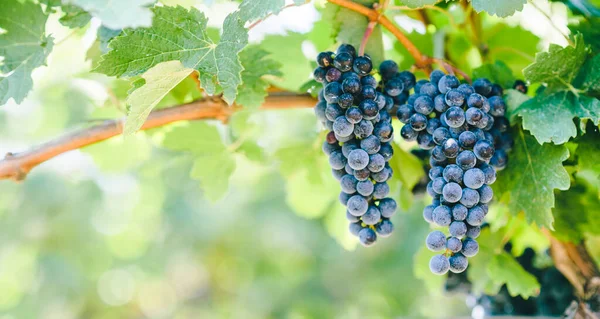 太陽の光でブドウ畑の青ブドウの閉鎖 ワイナリーとブドウ栽培の背景フレーム ブドウ栽培とワイン製造のデザインバナー — ストック写真