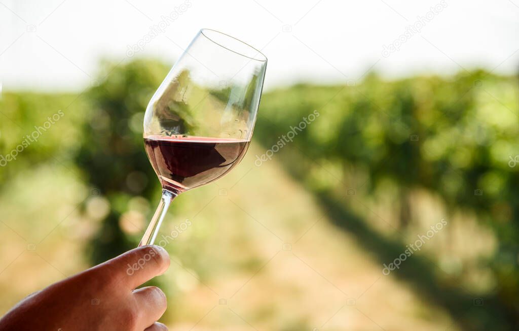 Man hand holding glass of red wine in vineyard field. Wine tasting in outdoor winery restaurant travel tour. Grape production and wine making concept