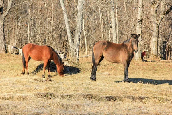 Cavalos pastando na primavera Imagens Royalty-Free