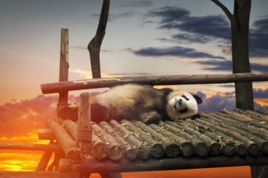 Büyük panda oturan