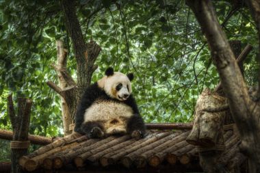 Büyük panda oturan