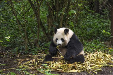 Büyük panda oturan