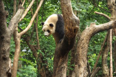 Büyük panda oturan