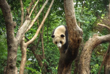 Büyük panda oturan