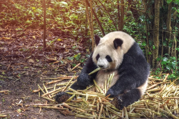 Büyük panda oturan