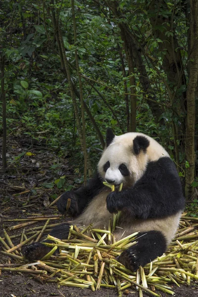 Büyük panda oturan