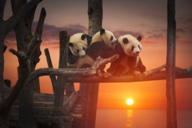 büyük panda 