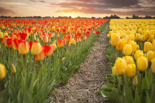 Růžové, červené a oranžové Tulipán pole v Severní Holandsko — Stock fotografie